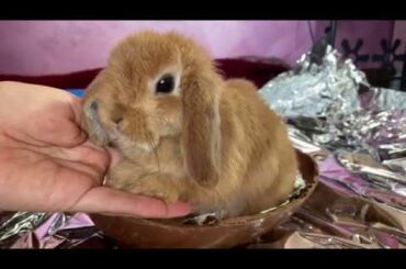 Surprise Easter Egg | Rabbit inside chocolate Easter Egg | Cute Easter Bunny 🐰💕