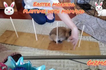 Rabbit Tricks Gizmo The Baby Lionhead Rabbit- Happy Easter! Happy at home. Coronavirus isolation