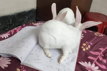 Naughty rabbit cute bunny video that will refresh your mind in lockdown