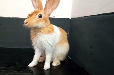 Cute Baby Bunny Washing Her Face | Lovely rabbit vIDEO 2020