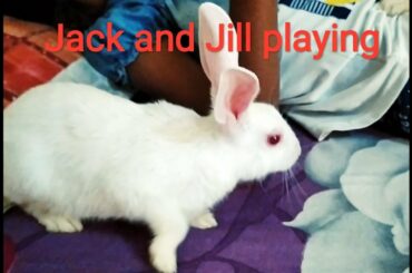 Day:6 # Jack and Jill playing on bed// cute rabbits
