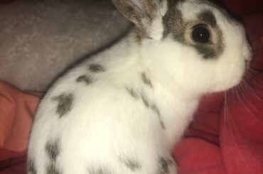 Meet my bunny 🐰|Easter special🌸|