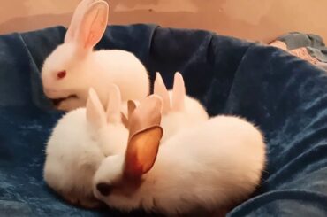 Cute Five Baby Rabbits