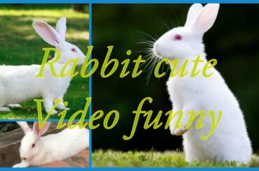 Rabbit cute cute - video funny