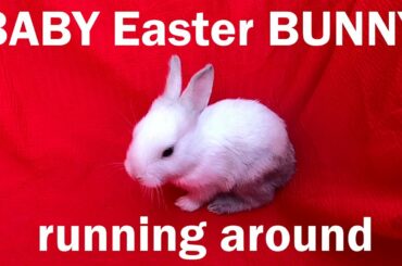 Cute baby Easter bunny running around