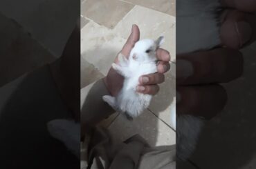 These baby rabbits are the cutest things