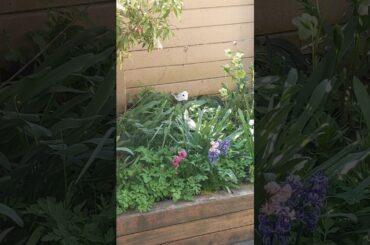 Baby Bunnies CAUGHT ON CAMERA On Easter!!!!!