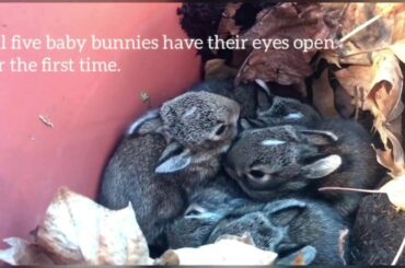 Wild rabbit feeds baby bunnies in a planter [3/9] (~10 days old)