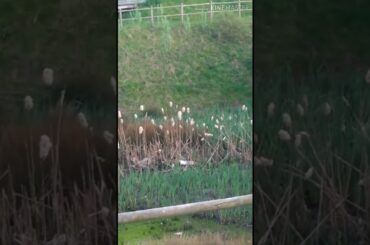 We found cute wild bunnies during evening walk/ Le Havre France