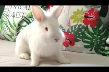 A Mi Conejita Le Gustan Las Plantas! Cute And Funny Bunny.