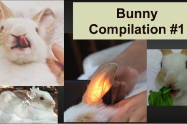 Chilling on the Swing ,sunny bunny funny time,Cute rabbit