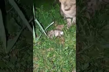 My cat kills a baby bunny