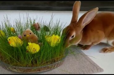 Easter Fun! / Funny And Cute Bunny Rabbit Videos