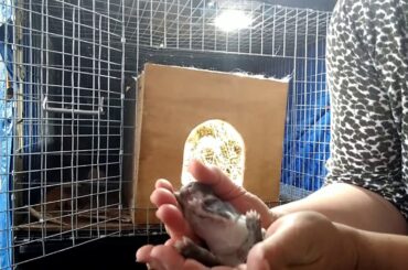 Baby bunny Easter day bunny reveal!