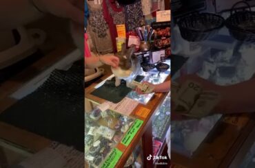 Funny TikTok memes 12|| cute bunny|| ladbible