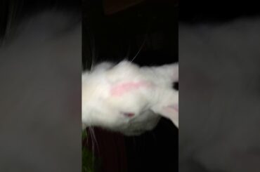 Cute rabbit eating food