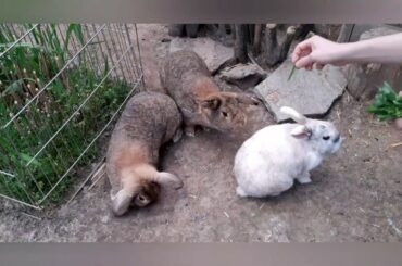 Snack time for the cute Bunnies.