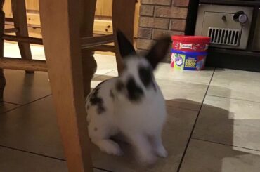 BUBBLES{my cute rabbit}