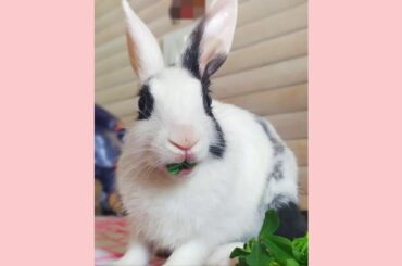 #Animals #cute #Rabbit