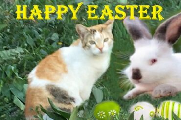 HAPPY EASTER!❤️🐣Cute bunnies🐰🐰