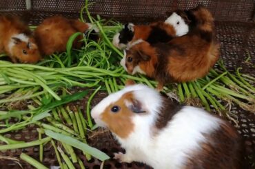 Cute Rabbits Eating Vegetable / Rabbits Videos / Rabbits Eating / Rabbits