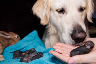 Golden Retriever and Baby Bunnies 2 day old [Best Dog Reaction Ever]