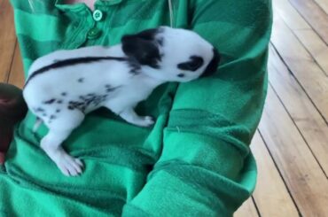 Cute Baby Bunnies Exploring