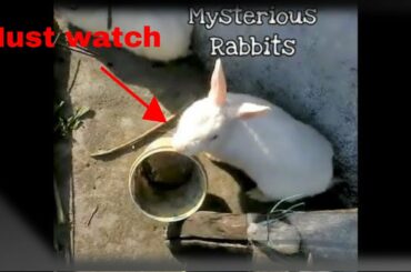 Mysterious rabbits | mysterious rabbits playing and fighting.