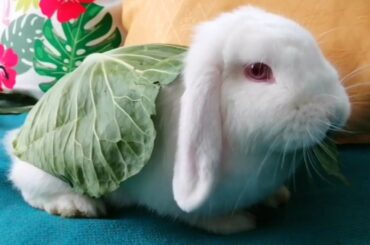 Mi Graciosa Conejita Belier, Feliz con su Verdura! Funny and Cute Bunny!
