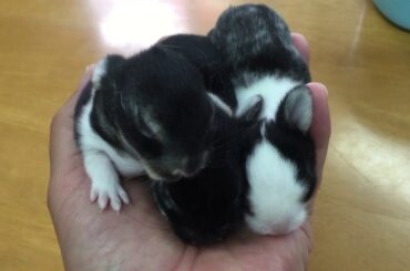 Happy Easter/Cute Rabbit baby🥕手の平にのる３羽(匹)のうさぎ🐰かわいいペットうさぎの世界