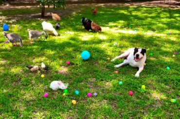 Happy Peaceful Easter 🐣 Heaven on Earth! Pit Bull Mako, Chicks, Rabbit, Geese, Rooster, Ducks 🐇🐥