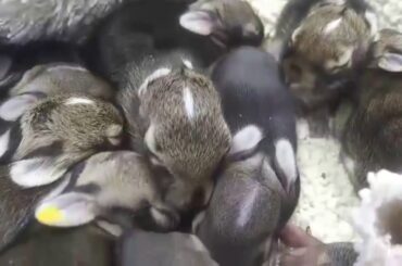 Howell Nature Center: Baby Bunnies Sleeping...