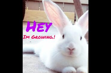 Watch My Bunny Grow.! ♥️(So Cute)