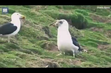 SHOCKING MOMENT!!! A WHOLE CUTE BUNNY IS SWALLOWED BY A BIRD!!