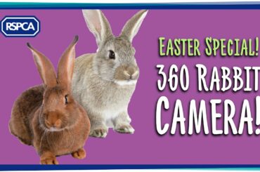 360 Rabbit Giving Kisses!