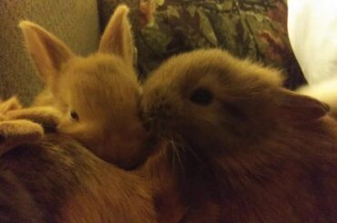 Baby Bunny Play Time
