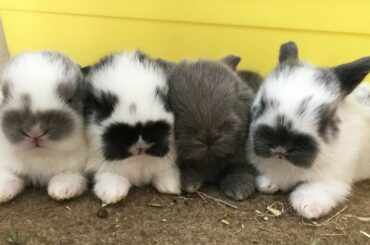 Cute Baby Bunnies Rabbits Compilation EVER