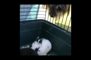 Playful Baby Bunnies