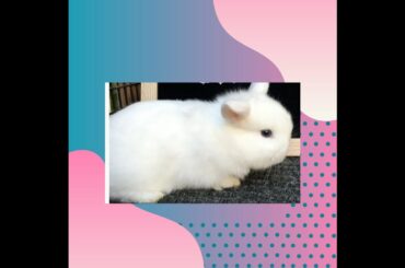 Cute Bunny having a snack.