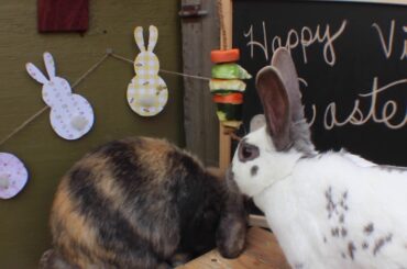 Little explorers petting zoo virtual Easter 2020 Bunny visit!