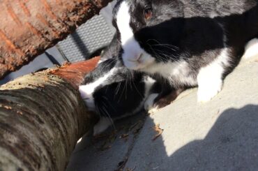 MORE BUNNIES EATING A TREE