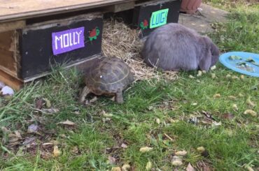 Cute rabbit caught stealing tortoises food and got scared away!