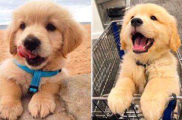 Cute baby animals Videos Compilation cutest moment of the animals - Cutest Puppies