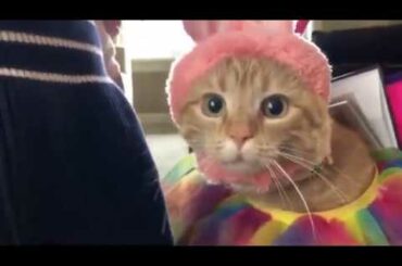 Bunny cute cat ad baby