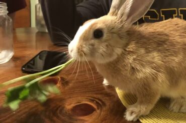 Cute rabbit eating parsley