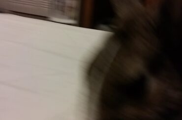 Cookie The Rabbit 🐇