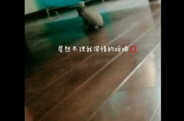 Funny cute rabbit🤣🐰