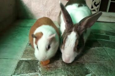 Rabbit & Guinea pig Share An Orange *cute*