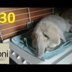 Cute Bunny's morning routine | Roni The Rabbit | #30