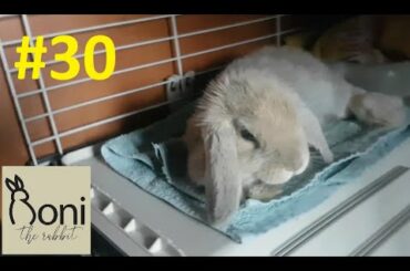 Cute Bunny's morning routine | Roni The Rabbit | #30